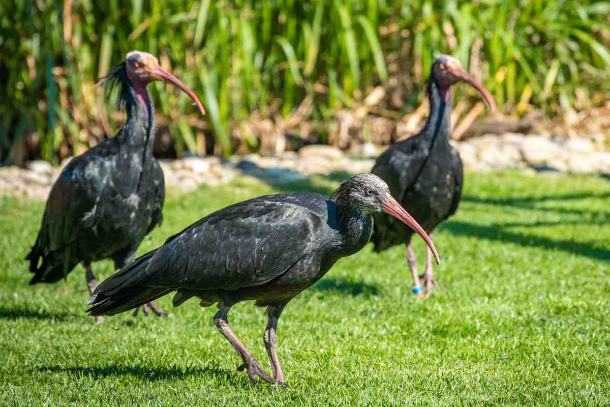 Bentornato ibis eremita! Dopo le due covate estive, l’uccello migratore vola nuovamente verso i nostri cieli 1 ibis eremita.jpg