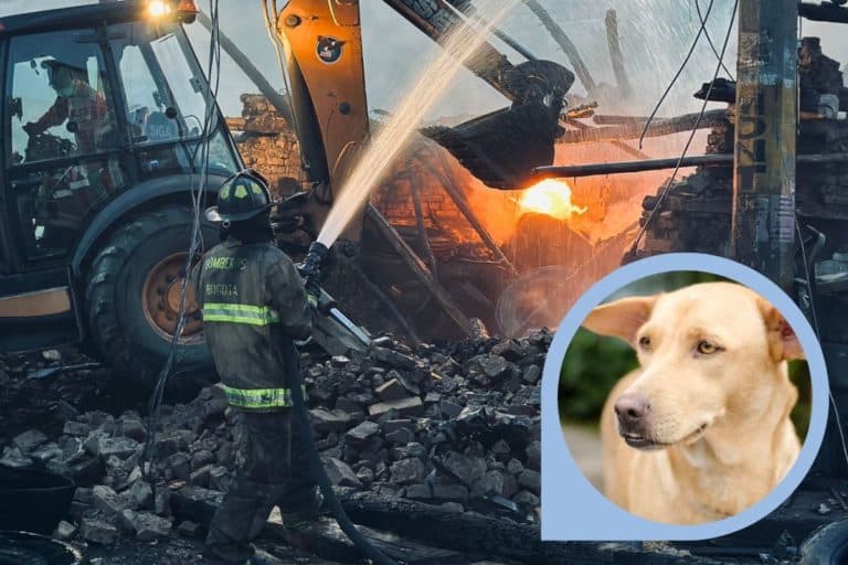 incendio cane.jpg