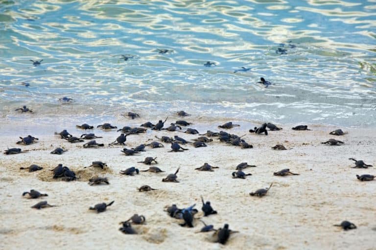 inquinanti tartarughe marine.jpg