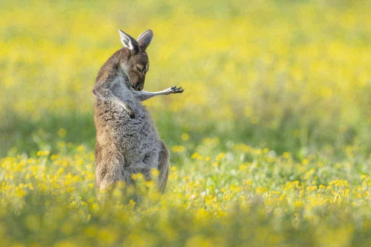 É il canguro rockstar la foto più divertente del 2023, scopri gli altri esilaranti vincitori dei Comedy Wildlife Awards 1 jason moore Air Guitar Roo.jpg
