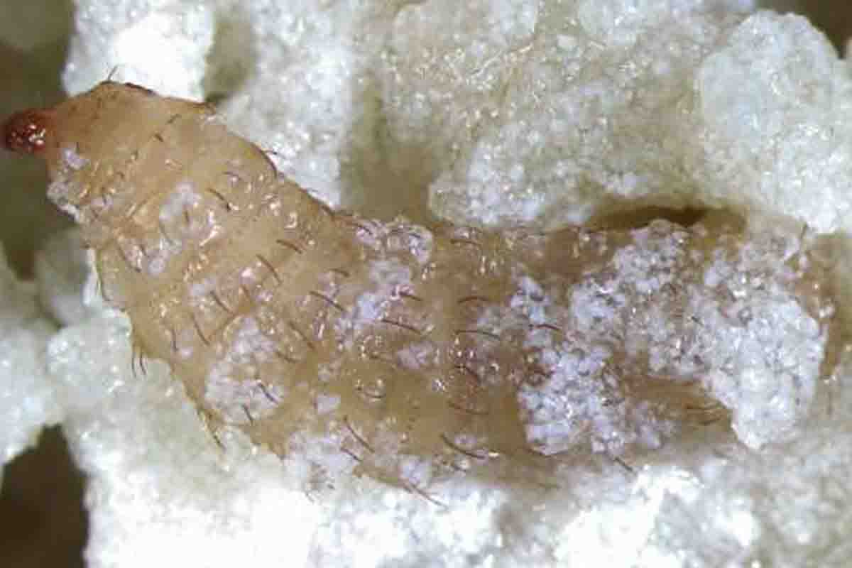 larve di mosca.jpg