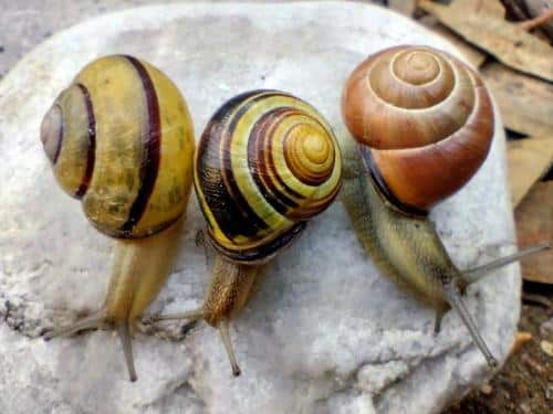 left coiled snail m.jpg