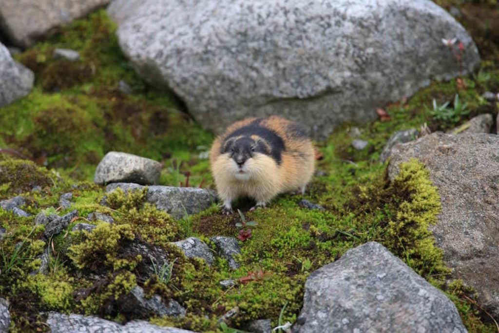 lemming.jpg