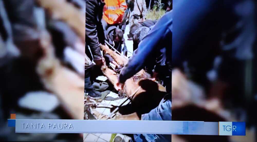 Kimba, il leone scappato a Ladispoli: le reazioni di politici e animalisti alla cattura 1 leone ladispoli cattura.jpg