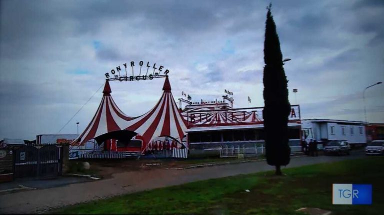 leone ladispoli circo roller 1.jpg