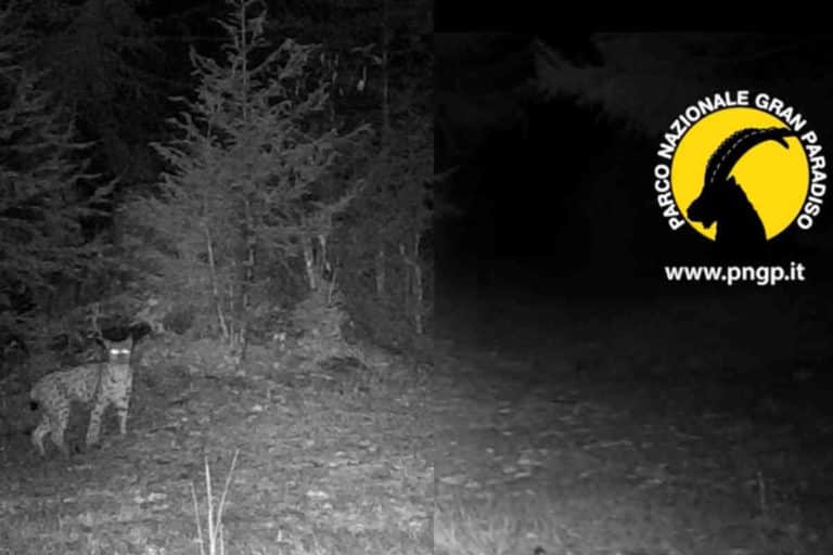 lince parco.jpg