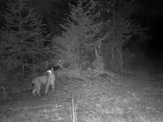 lince.jpeg
