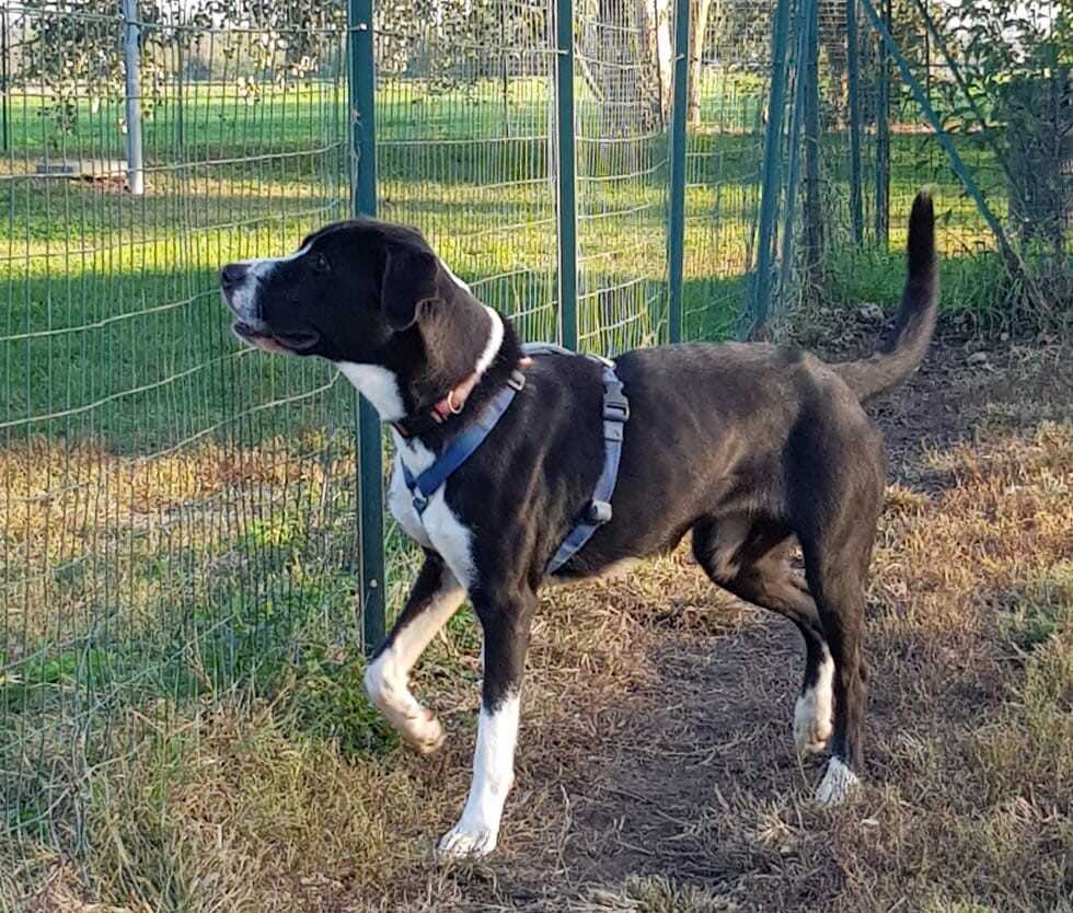 Lulù, dolce cagnetta per lei urge un’adozione 1 lulu.jpg