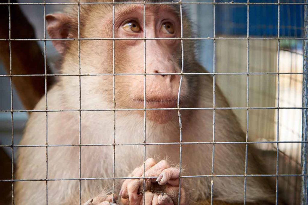 macaco sperimentazione animale.jpg