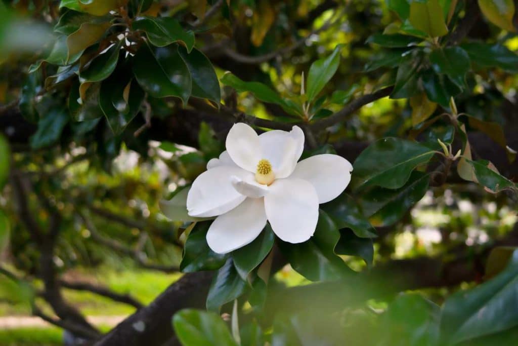 magnolia.jpg