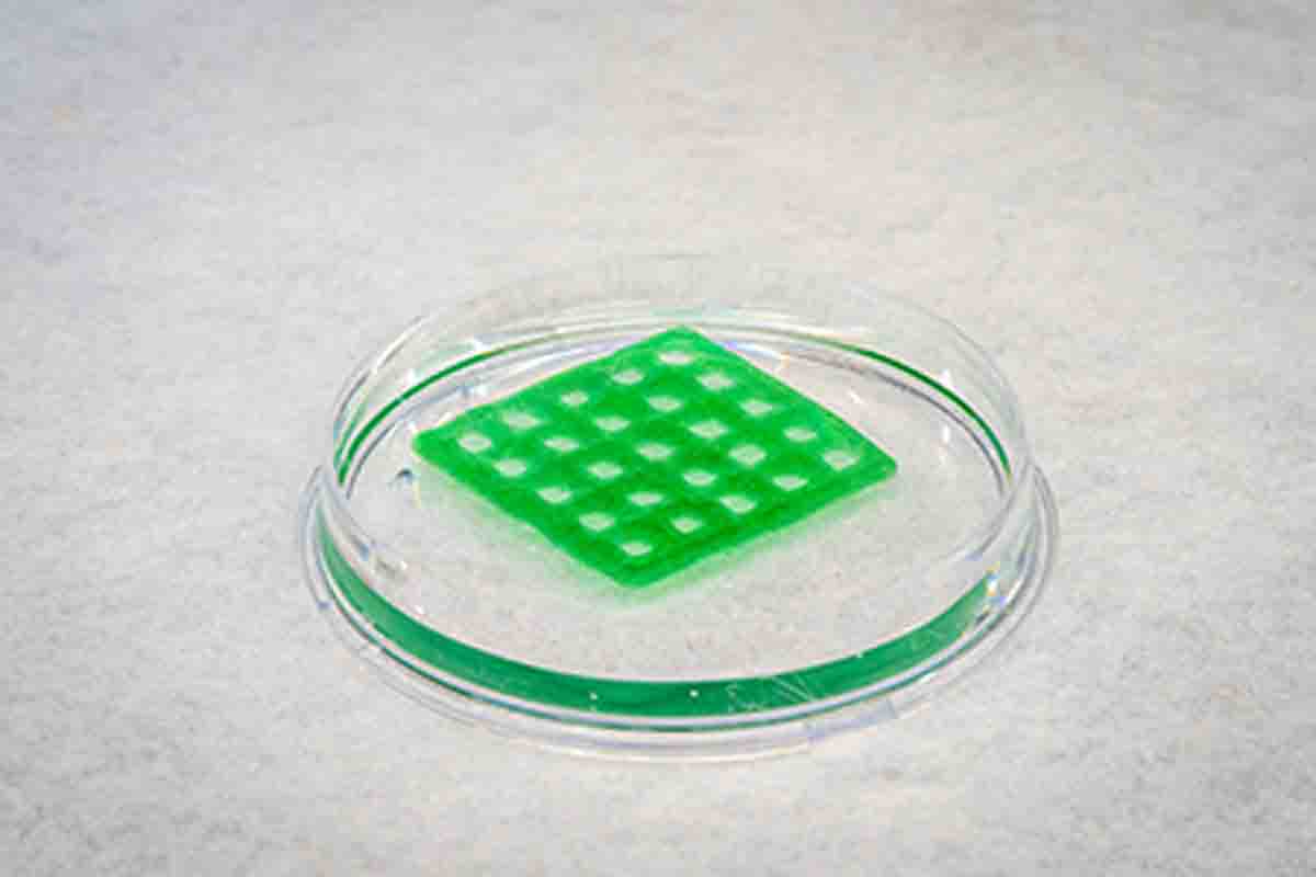 materia vivente ricavata dalle alghe e stampata in 3D.jpg