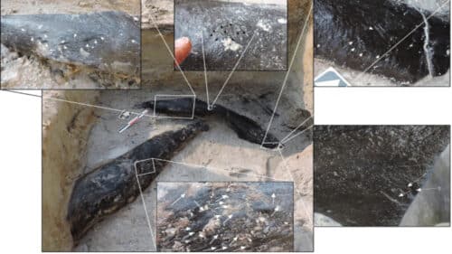 La struttura di legno più antica di sempre precede la nostra specie 1 mondo antico notizia 3 2 1 500x281.jpg