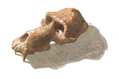 mummified baboon skull m.jpg