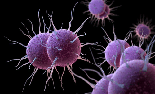 neisseria gonorrhoeae the bacterium responsible for gonorrhea m.png