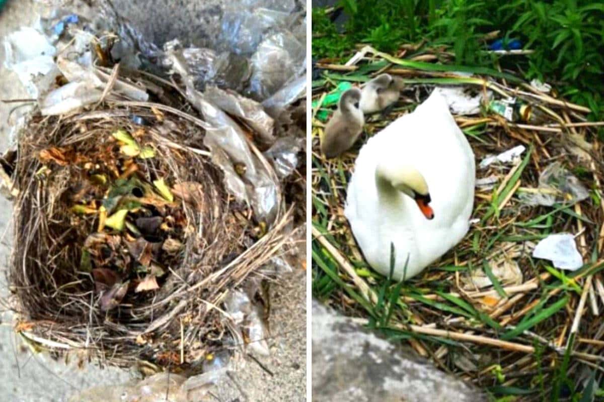 Nidi di plastica, così gli uccelli stanno inglobando la nostra inciviltà nello loro “case” 1 nidi plastica.jpg