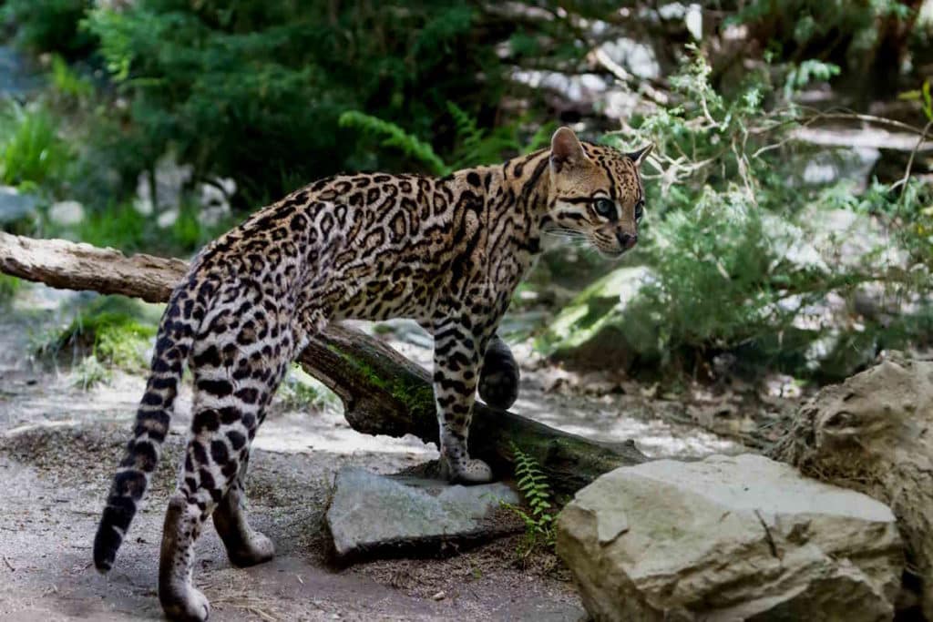ocelot.jpg