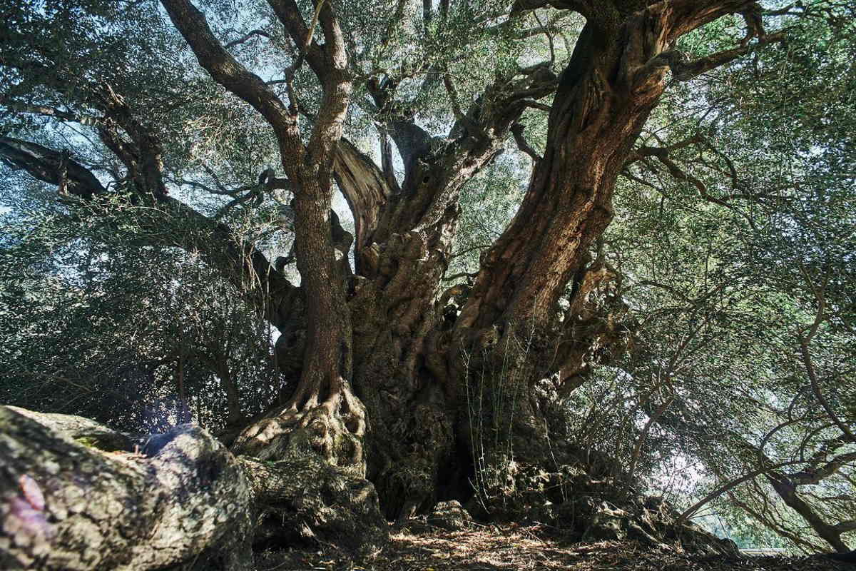 Italian Tree of the Year: eletto l’albero monumentale del 2023, è l’essere vivente più vecchio d’Italia 1 olivastro sardo.jpg