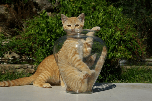 orange cat sat in a glass vase poking its head and paw out with another orange cat and a tree in the background m.png