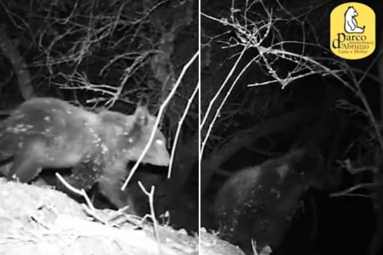 Bocconi avvelenati a due passi dal Parco nazionale d’Abruzzo, paura per gli orsetti di Amarena 1 orsi amarena.jpg