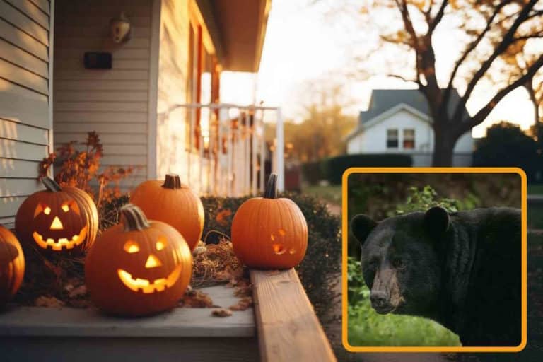orso halloween.jpg