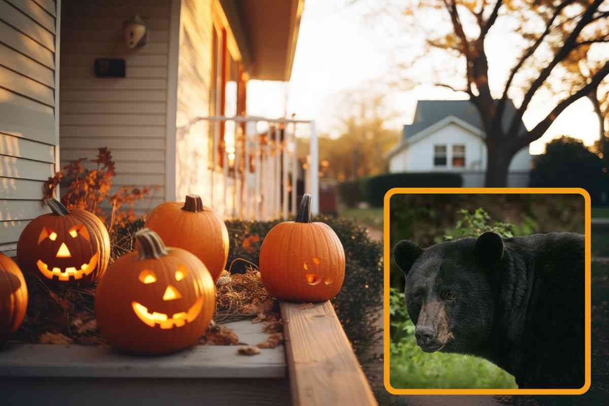 orso halloween.jpg
