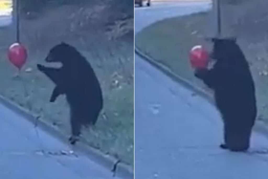 orso palloncino.jpg