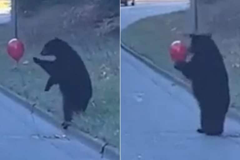 orso palloncino.jpg