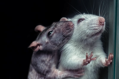 pair of rats m.png