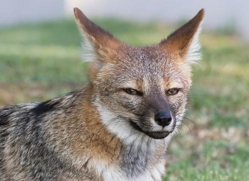 pampas fox m.jpg