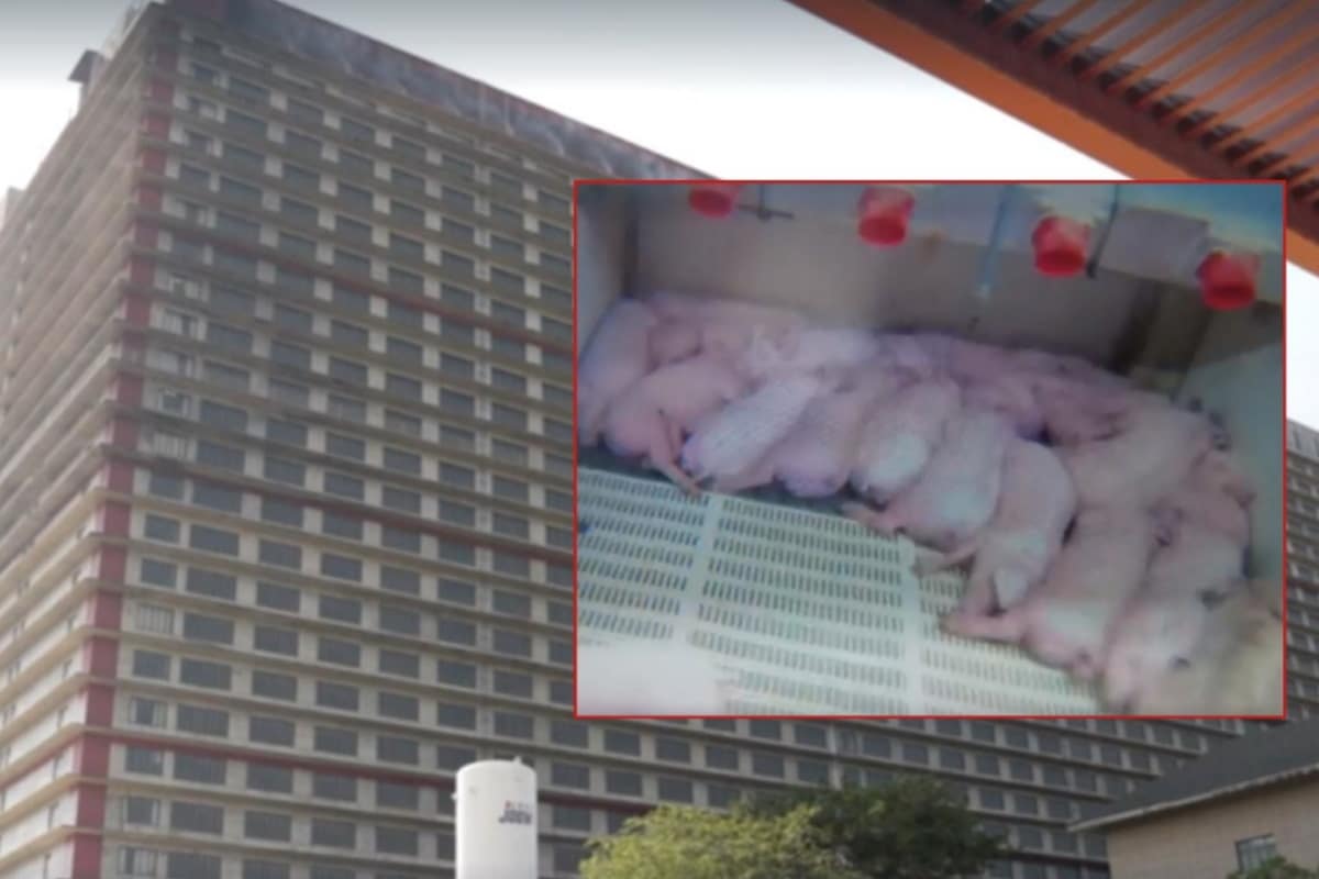 “Sono entrata nell’allevamento-grattacielo di maiali cinese, vi svelo cosa ho visto”: le immagini inedite di Report 1 pig palace 1.jpg