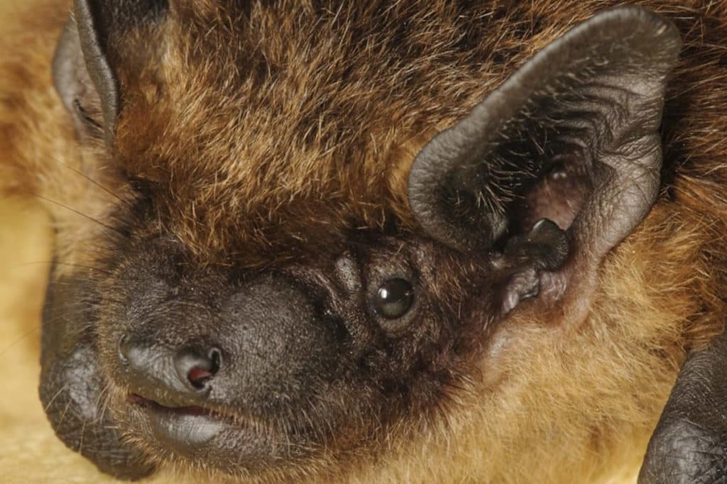 pipistrello pene gigante.jpg
