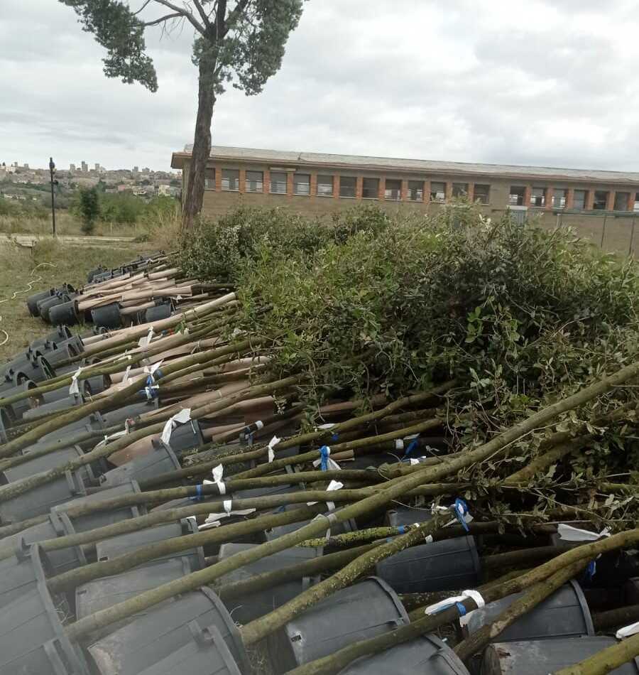 Progetto Ossigeno porta 1200 alberi a Tarquinia 1 progetto ossigeno alberi tarquinia.jpg