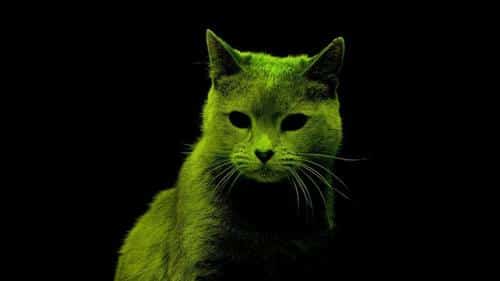 radioactive kitty m.jpg
