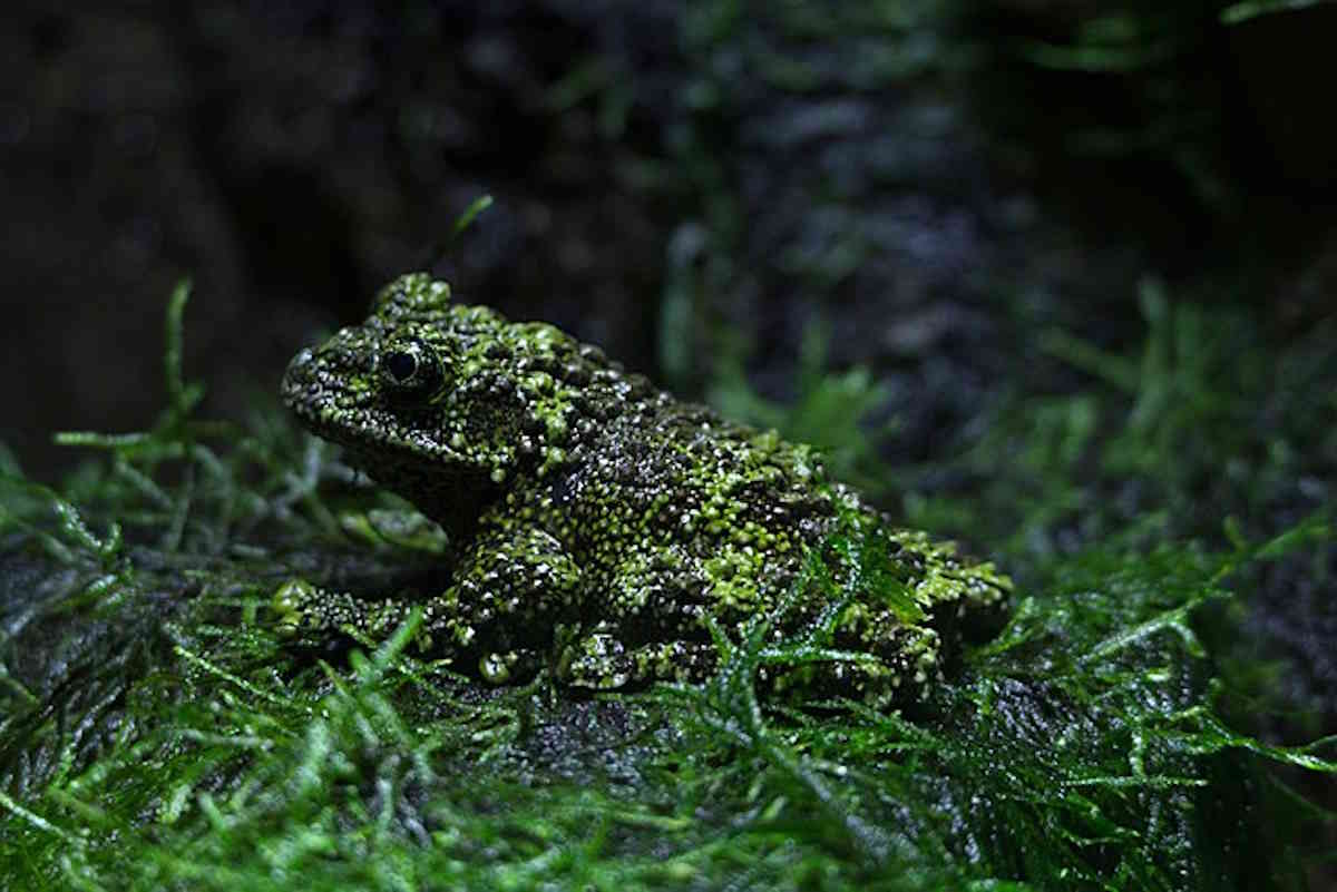 Hai mai visto una rana muschiata? Con i suoi colori è un esempio di sorprendente mimetismo 1 rana muschio.jpg