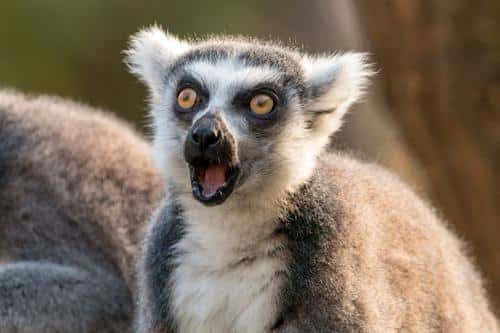ring tailed lemur m.jpg