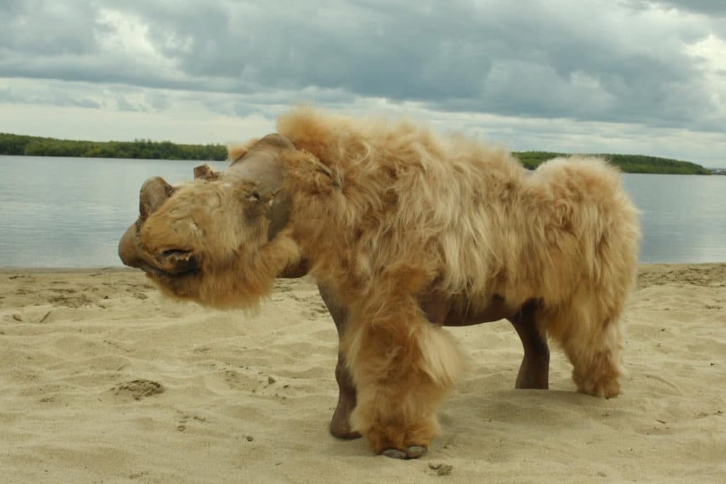 rinoceronte estinto cacca fossile.jpg