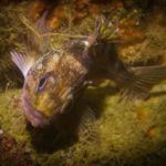 Il segreto della longevità nel pesce di scoglio e le implicazioni per l’anti-invecchiamento 3 rockfish long life m.jpg