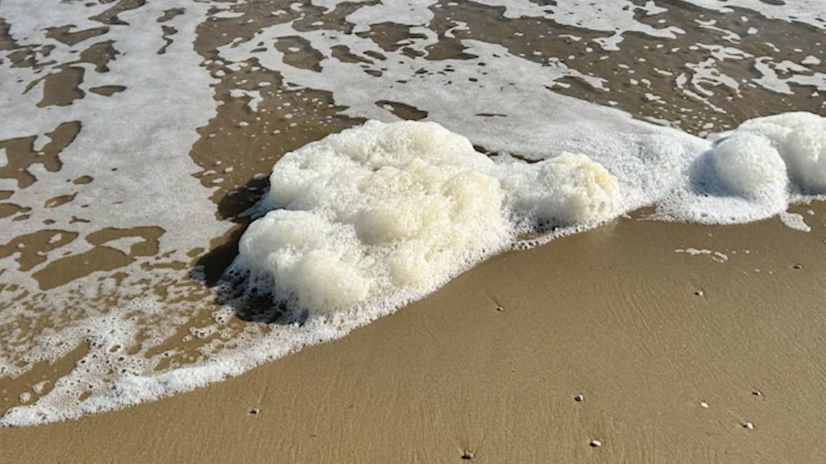 Richiesta di analisi per la schiuma sulla spiaggia del Borsacchio 1 schiuma .jpg