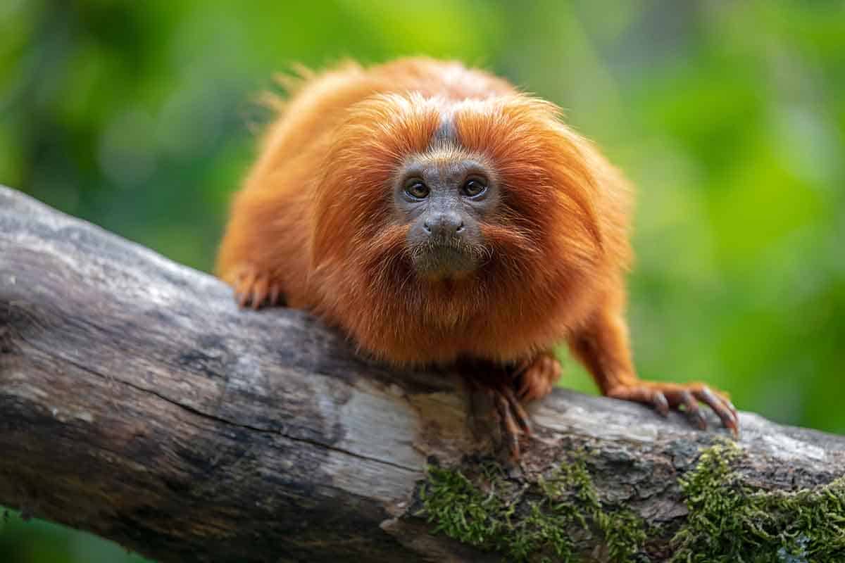 La scimmia leonina del Brasile è fuori pericolo! Rischiava l’estinzione ma grazie agli sforzi di conservazione è salva 1 scimmia leonina.jpg
