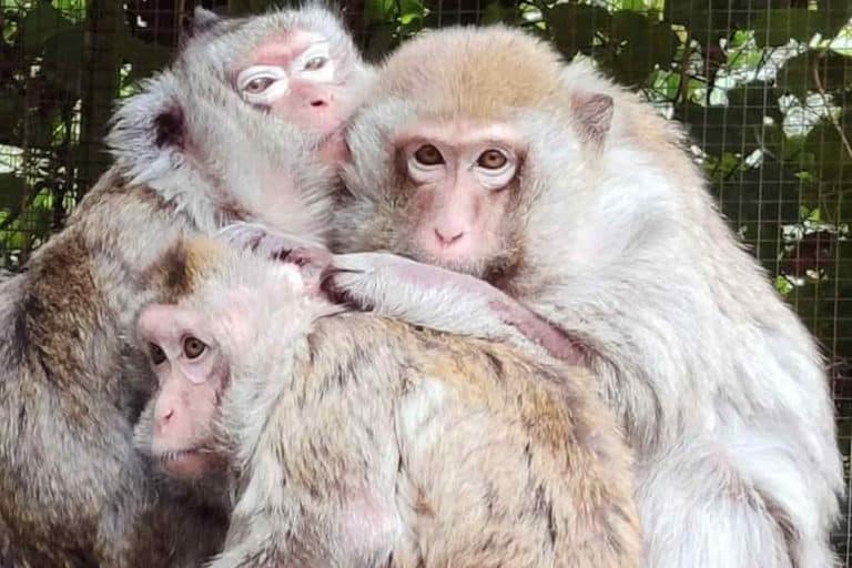 scimmie bambine.jpg
