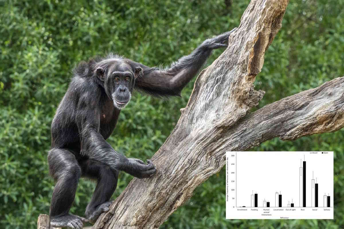 scimpanze covid.jpg