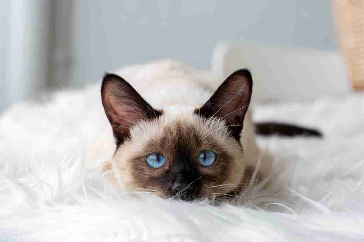 Gatto siamese: tutto quello che devi sapere prima di adottarne uno 1 siamese.jpg