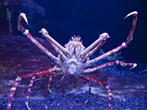 spider crab m.jpg