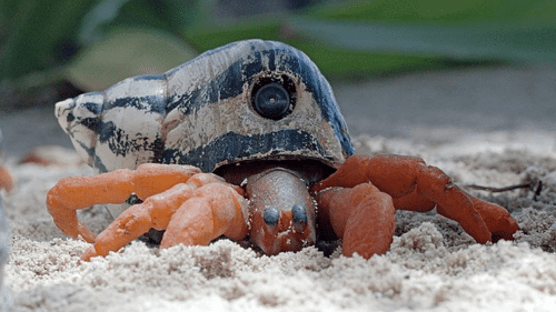spy in the ocean hermit crab m.png