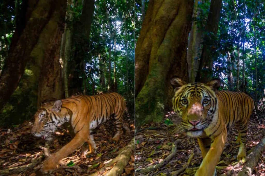 tigre 2.jpg