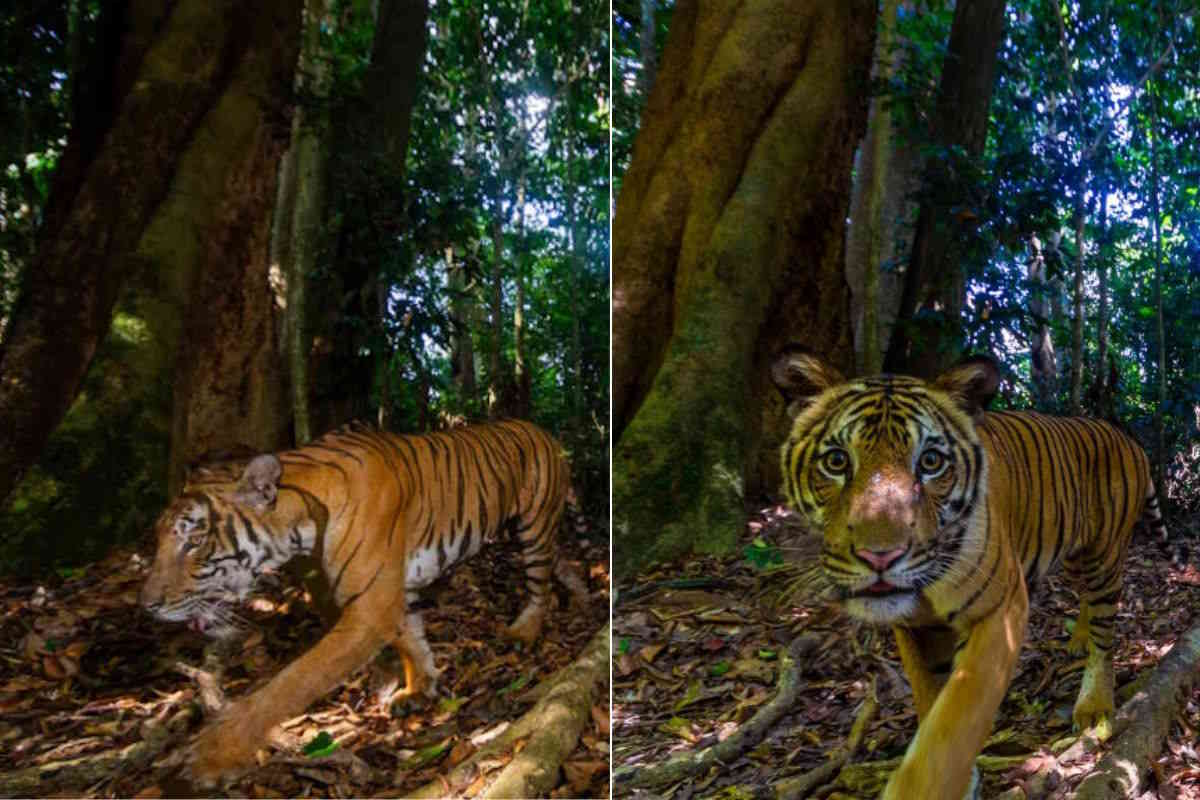 tigre 2.jpg