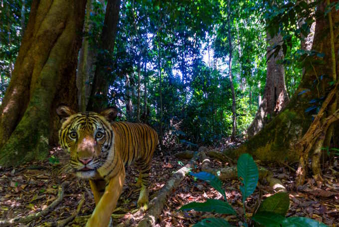 tigre Malesia