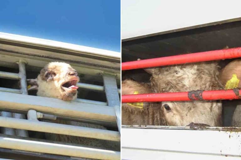 trasporto animali.jpg