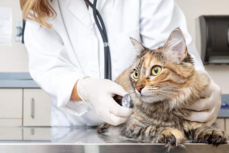 veterinario.jpg