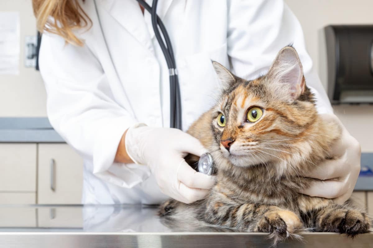 veterinario.jpg